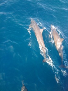 sailing charters in Sayulita