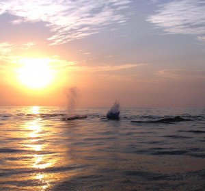 Sunset cruise in Sayulita