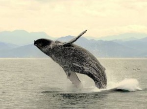 Sayulita whale watching