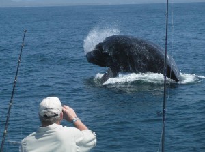 whale watching Sayulita