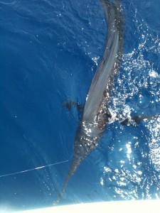 marlin fishing in Sayulita