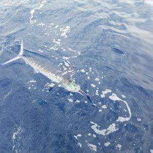 marlin fishing in Sayulita