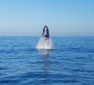 whale watching Sayulita