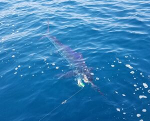 marlin fishing in Sayulita