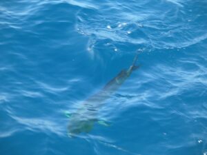 mahi-mahi fishing Sayulita