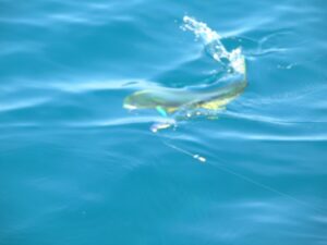 mahi-mahi fishing Sayulita