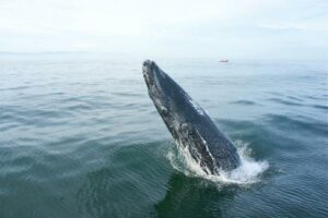 whale watching Sayulita