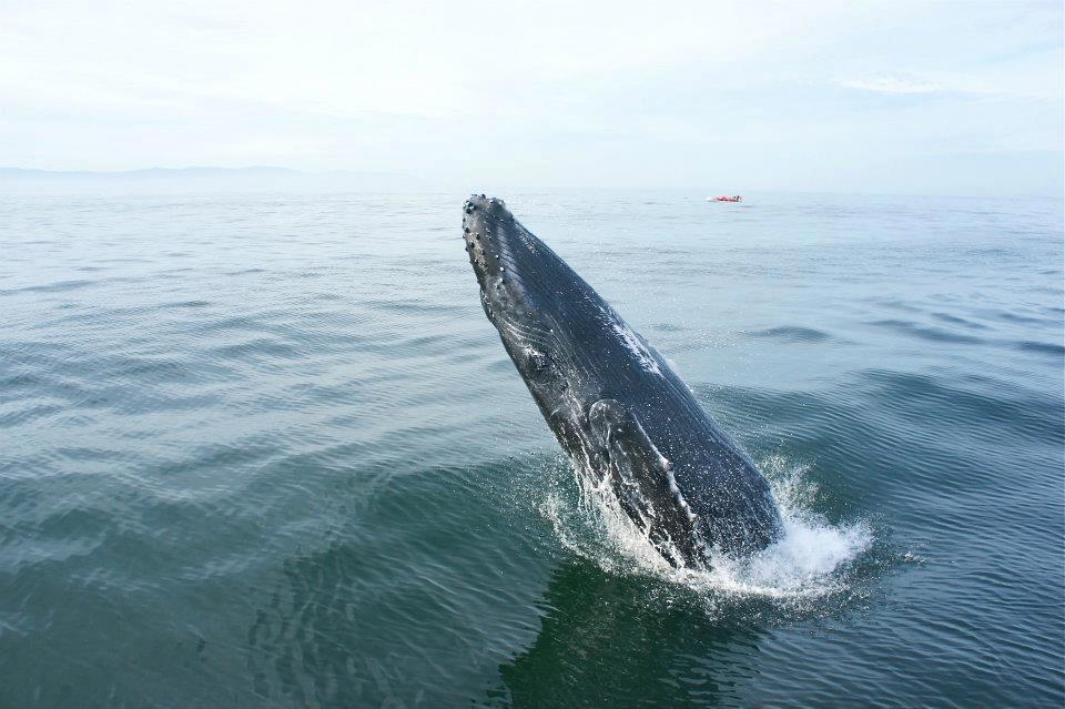 whale watching in Sayulita