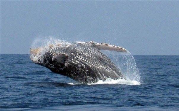 Whale watching in Sayulita