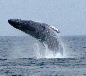 Sayulita whales watching