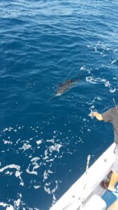 Sailfish about to be caught