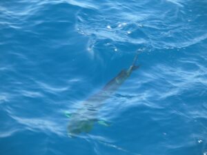 mahi-mahi fishing in Sayulita