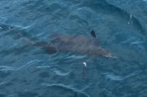 sailfish in Sayulita