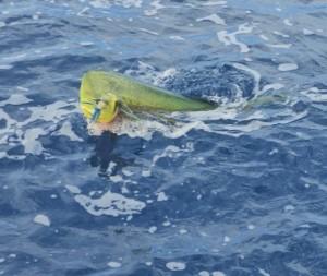 Sayulita bay fishing