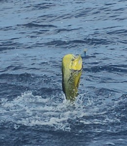 dorado fishing in Sayulita Mexico