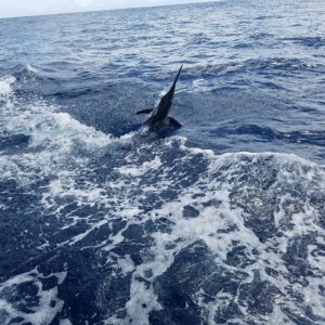 fishing for Marlin in Sayulita