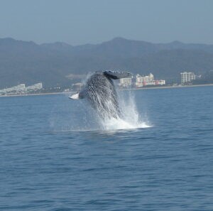 Fishing and whale watching in Sayulita, Mexico