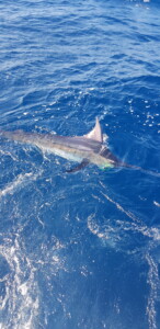 Sayulita fishing report