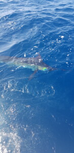 Marlin fishig in Sayulita